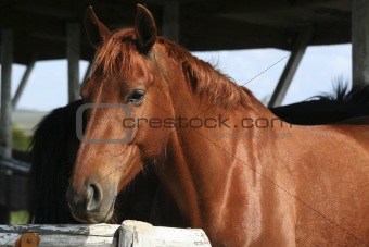 brown horse portrait