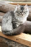 Beautiful gray cat sits outdoors