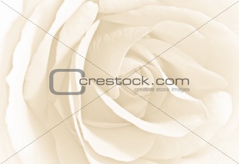 Soft white rose in close view