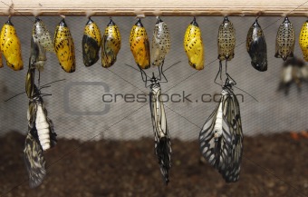 Cocoons and butterflies