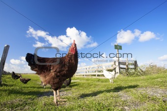 chickens in summer on a green field