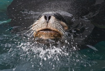 Sea lion bull leader splashing water