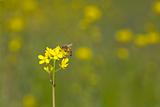 Bee on Wild Mustard