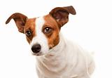 Portait of an Adorable Jack Russell Terrier Isolated on a White Background.