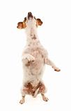 Portait of an Adorable Jack Russell Terrier Sitting Up Isolated on a White Background.