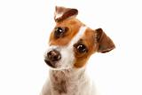 Portait of an Adorable Jack Russell Terrier Isolated on a White Background.