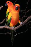 Sun Conure Parrots With One Looking at The Viewer