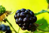  blackberries 