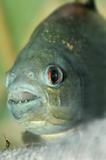 piranha closeup
