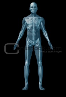 Skeleton human on black background