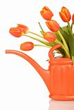 Beautiful orange tulips in watering can - isolated