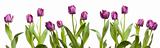 Row of Purple Tulips on a White Background.