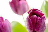 Set of Purple Tulips on a White Background.