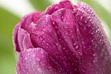 Macro of Purple Tulips with Water Mist Drops.