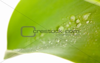 Macro of Water Drops on Tulip Leaf on a white background.