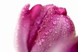 Macro of Purple Tulips with Water Mist Drops.