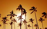 Orange Cast Palm Trees
