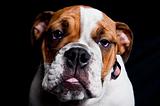 Portrait of English Bulldog on Black Background