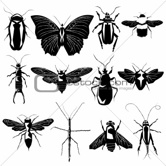 Insects and bugs in vector