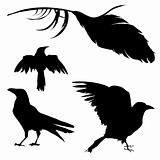 Raven, crow, blackbird and feather