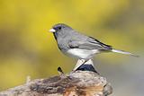 Junco On A Stump In Spring