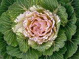 Decorative cabbage.