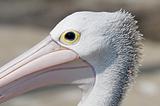 Closeup of a pelican head in Mallacoota