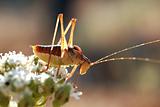 grasshopper on a white flower