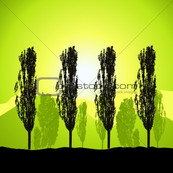 Tree silhouette, landscape