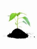 growing plant green and soil