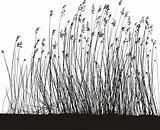 Reeds On White Background, Isolated vector