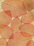 Structure of leaves on an old paper.