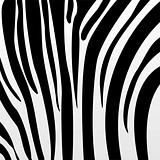 Black zebra pattern