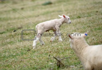young lamb on the farm