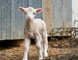 young lamb on the farm