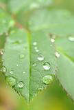 water drops on leaves