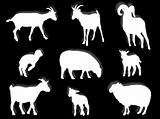 Sheep and goats in silhouette