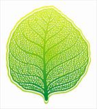High detailed leaf