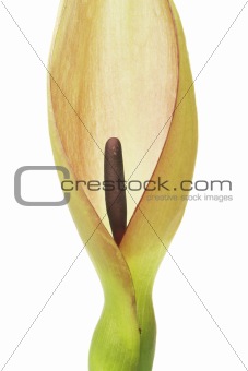 Arum maculatum closeup