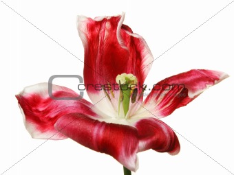 Red  Tulip