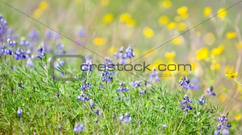 Miniature Lupine with Buttercups