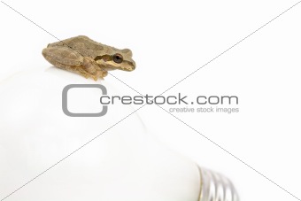 Pacific Tree Frog and Light Bulb