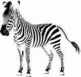 Zebra white