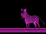 Zebra pink