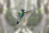 Sparkling Violet-ear Hummingbird