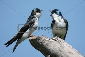 Pair of Tree Swallows on a stump