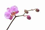 orchid- a flower and buds