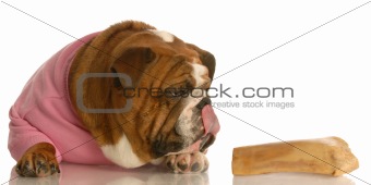 dog enjoying large dog bone