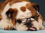 ugly dog wearing glasses