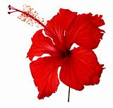 red hibiscus flower isolated on white with clipping path